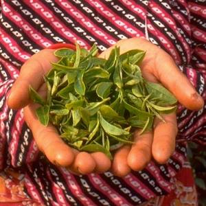 Darjeeling Tee aus einem der besten Teeanbaugebiete der Welt. Hier werden edle, kostbare und edle Tees fr den Weltmarkt prouziert.